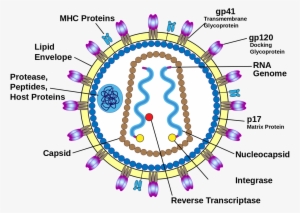 Human Immunodeficiency Virus Structure - Hiv Virus Structure Labeled