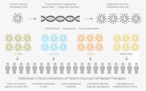 Programming Cell Fate - Product