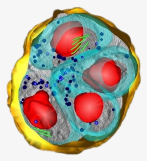 Toxoplasma Gondii Parasites Within A Human Fibroblast - Cell