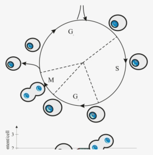 Cell Cycle Figure Nc 250 Cell Cycle Assay - Cytometry