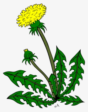 Cartoon Dandelion Flower Clipart Best - Clip Art