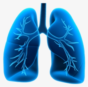 Lung