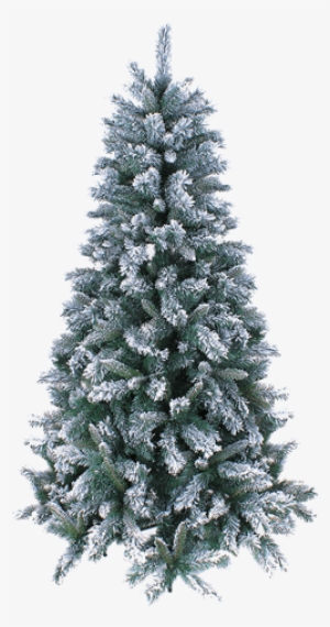 Árvore De Natal Nevada Verde - Transparent Background Real Christmas Tree Png