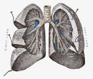 Lungs - Golden Ratio In Lungs