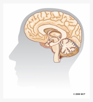 Previous - Brain
