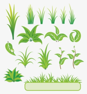 Bamboo And Grass Plant Vector - Plant Vectors