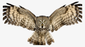 Owl Png Vectors - Great Grey Owl Png