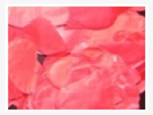 Petalos De Rosa - Begonia