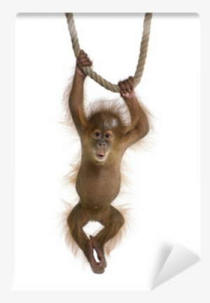 Baby Sumatran Orangutan , Hanging On A Rope Wall Mural - Keep Hanging On King Duvet
