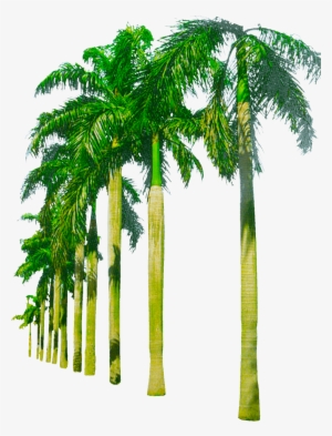 Youtube Thumbnail, Tree Images, Palm Tree Png, Background - Png Background Free Download