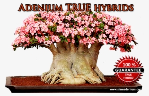 In Our Adeniums Community, We Have Separated Adenium - Newpage
