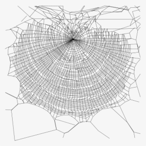 Schema Of Web - Golden Silk Orb-weaver