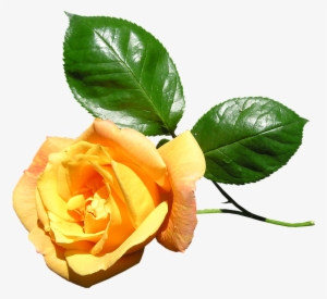 Yellow, Rose, Stem, Flower - Yellow Rose With Stem