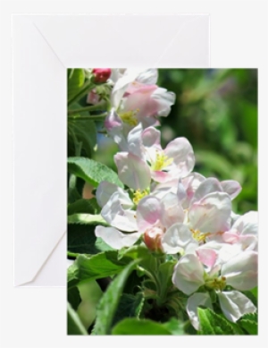 Apple Blossoms Greeting Cards