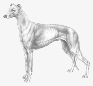 Greyhound - Greyhounds Png Transparent Background
