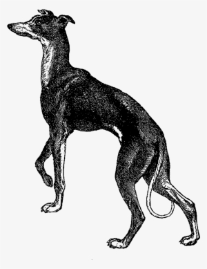 28 Collection Of Italian Greyhound Clipart - Italian Greyhound