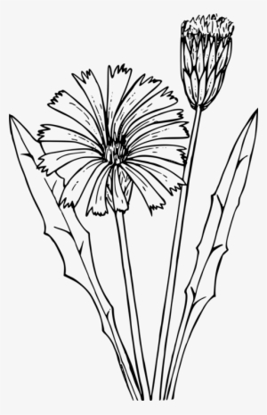 Dandelion Drawing Flower Flatweed - Diente De Leon Para Dibujar