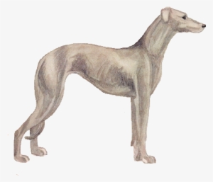 Vintage Clip Art Free Image Dogs Greyhound - Running Greyhound Clipart Free