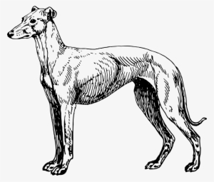 Medium Image - Greyhound Clipart
