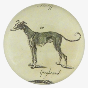Collection Name - Greyhound