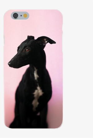 Greyhound Silicone Iphone Case With Pink Background - Whippet