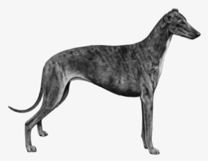 Greyhound - B&w - Sculpture