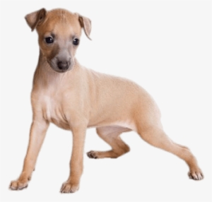 Animals - Italian Greyhound Puppy