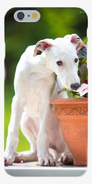 White Greyhound Silicone Iphone Cover - Dog