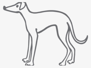 Adopt Zac The Greyhound As Your Pet - Greyhound Trust