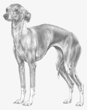 Italian Greyhound - Svensk Vinthund