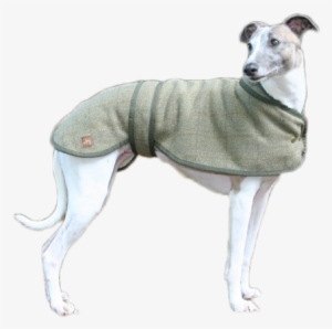 Greyhound And Whippet Coats - Whippet