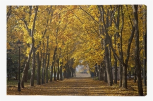 Garden Walkway With Picturesque Autumn Trees Canvas - Autumn