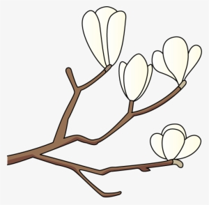 15 Magnolia Flower Frees That You Can Download To Clipart - こぶし の 花 イラスト