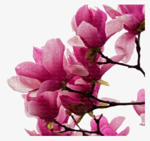 Fleur Rose Magnolia Flower - Blumen Magnolien