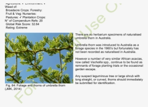 habit and habitat of umbrella thorn - sabana plantas