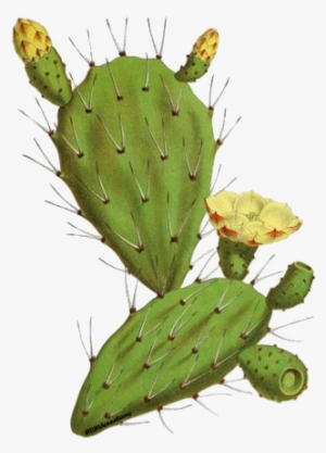 Twilight - Prickly Pear Cactus Botanical Illustration