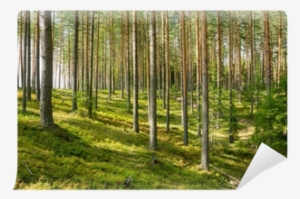 Scots Pine