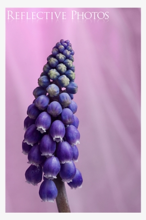 Wild Grape Hyacinth - Grape Hyacinth