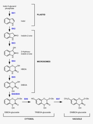 Benzoxazinoid Biosynthesis In Maize - Diagram