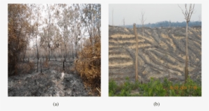 Land Clearing Methods In Oil Palm Plantations Use Fire - Plantation
