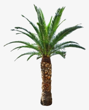 Cycad - Short Palm Tree Png