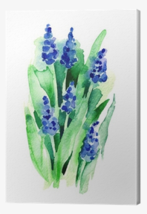 Grape Hyacinth