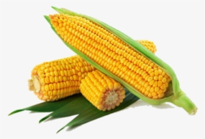 Corn Png Transparent Images - Yellow Corn
