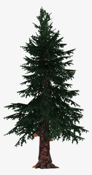 Spruce - Pines Png