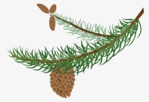 Spruce Needles Spruce Needles - Clip Art Pine Tree Branch