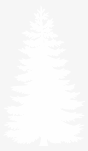 Carpathian Spruce - Disc Golf Stupid Tree