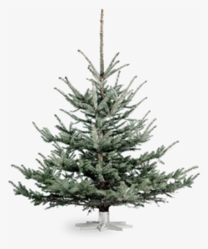 Blue Spruce - Træsorter Juletræ