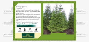 norway spruce picea abies benchcard - mesabi cherry