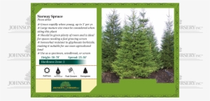 Norway Spruce Picea Abies Benchcard - Mesabi Cherry