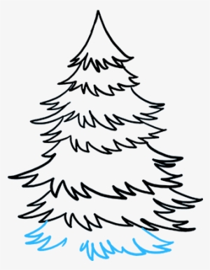 How To Draw Spruce - Drawing